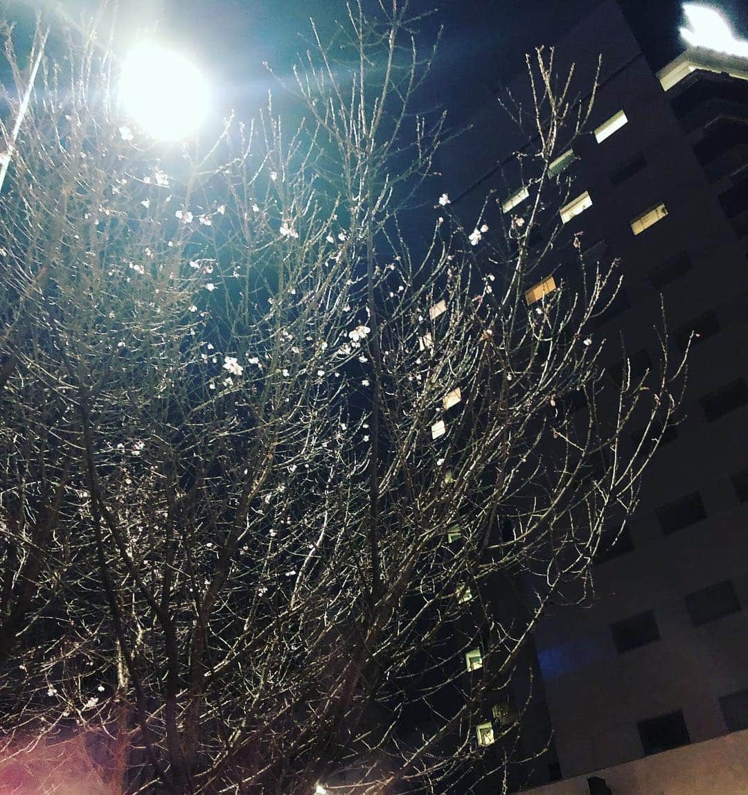 阿部洋子さんのインスタグラム写真 - (阿部洋子Instagram)「🌸 #桜 ？ #咲く！」3月16日 19時52分 - hirocoring