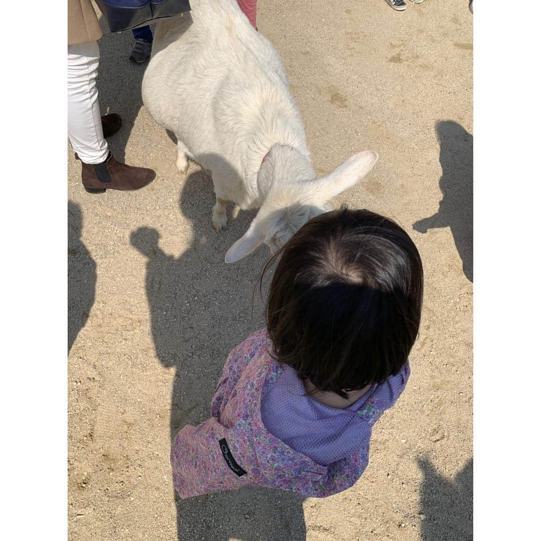 空木マイカさんのインスタグラム写真 - (空木マイカInstagram)「今日から春まつりスタートの東山動物園へ行ってきました！期間中イベント色々あるみたいですよー❤️今日は子どもたち、クイズラリーしてお米もらってました😆きりんの前のミモザもキレイ✨相変わらずシャバーニの周りの人だかりすごかったです😳 ・ いいお天気だったから油断して薄着だったので風が冷たすぎて、室内じっくりと（笑）動物会館とか初めて行きました👏ここで見たアリクイの映像に「見たい！」と気合い入り、また出発🏃結局閉園まで遊び尽くしました❤️」3月16日 19時54分 - maika_utsugi