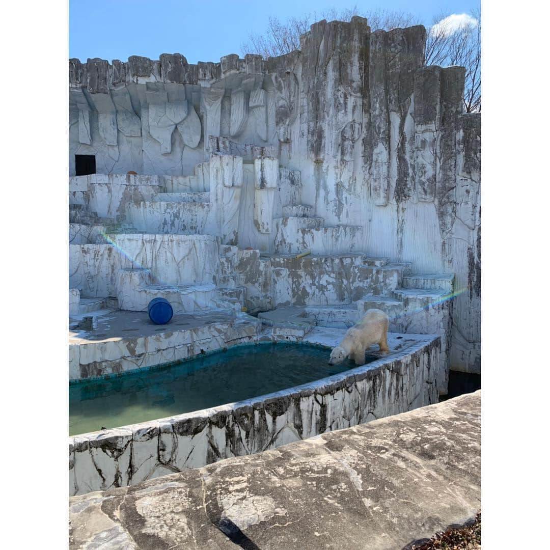 空木マイカさんのインスタグラム写真 - (空木マイカInstagram)「今日から春まつりスタートの東山動物園へ行ってきました！期間中イベント色々あるみたいですよー❤️今日は子どもたち、クイズラリーしてお米もらってました😆きりんの前のミモザもキレイ✨相変わらずシャバーニの周りの人だかりすごかったです😳 ・ いいお天気だったから油断して薄着だったので風が冷たすぎて、室内じっくりと（笑）動物会館とか初めて行きました👏ここで見たアリクイの映像に「見たい！」と気合い入り、また出発🏃結局閉園まで遊び尽くしました❤️」3月16日 19時54分 - maika_utsugi