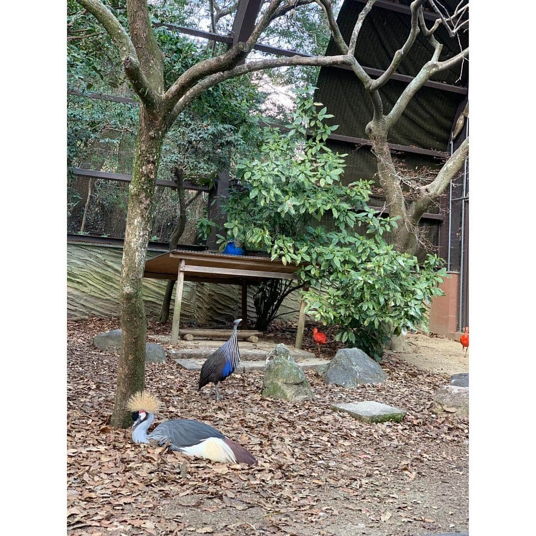 空木マイカさんのインスタグラム写真 - (空木マイカInstagram)「今日から春まつりスタートの東山動物園へ行ってきました！期間中イベント色々あるみたいですよー❤️今日は子どもたち、クイズラリーしてお米もらってました😆きりんの前のミモザもキレイ✨相変わらずシャバーニの周りの人だかりすごかったです😳 ・ いいお天気だったから油断して薄着だったので風が冷たすぎて、室内じっくりと（笑）動物会館とか初めて行きました👏ここで見たアリクイの映像に「見たい！」と気合い入り、また出発🏃結局閉園まで遊び尽くしました❤️」3月16日 19時54分 - maika_utsugi