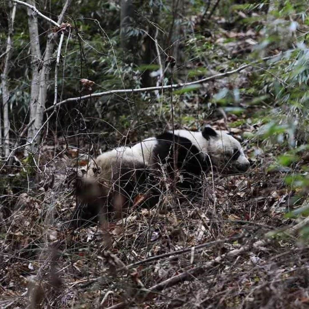 スミソニアン国立動物園さんのインスタグラム写真 - (スミソニアン国立動物園Instagram)「🐼 Happy #NationalPandaDay! Where there’s bamboo growing, there are pandas—or at least that’s what Smithsonian Conservation Biology Institute scientists found after a bamboo restoration project in the Guanyinshan Nature Reserve! The proof is in the panda 💩 that researchers discovered. #PandaStory #WeSaveSpecies」3月16日 20時00分 - smithsonianzoo