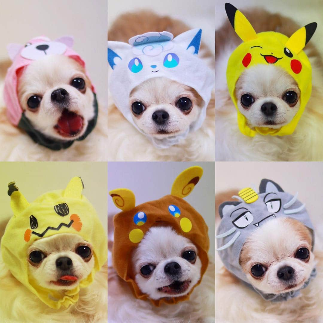 tetoyanyanさんのインスタグラム写真 - (tetoyanyanInstagram)「Today's TETO❤️16.3.2019  POKEMON😊 ﻿ 今日のテトやん♡﻿ ﻿ ﻿ ポケモンゲットだぜ🙄⭐️⭐️﻿ ﻿ ﻿ テトやーん♡﻿ ﻿ ﻿ 全部名前わからない😆💕﻿ ﻿ ﻿ テトやん﻿ ﻿ ﻿ いつもいつでもありがとう😊﻿ ﻿ ﻿ ﻿ ﻿ ﻿ #テトやん被り物#dogs#instdog#dog#dogstagram#instapet#petstagram#petoftheday#mydog#instachihuahua#chihuahuaofinstagram#chihuahualove#chihuahualover#chihuahua#chihuahuas#チワワ#多頭飼い#ロングコートチワワ#チワワ部#ig_dogphoto#petoftoday﻿ #todayswanko#west_dog_japan#今日のテトやん#Todaysteto#dogstagram_japan#pokemon」3月16日 20時03分 - tetoyanyan