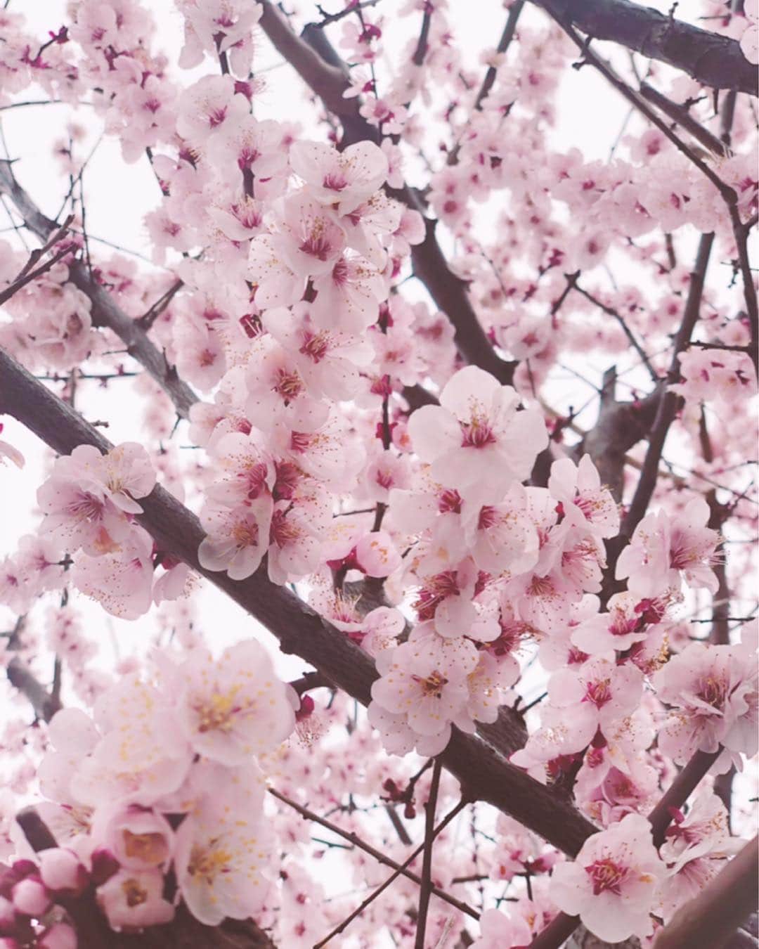 花總まりさんのインスタグラム写真 - (花總まりInstagram)「3月半ば。早く暖かくならないかな。 ブログに今の気分ちょっと呟いてみました(^^)」3月16日 20時22分 - hanafusamari_official