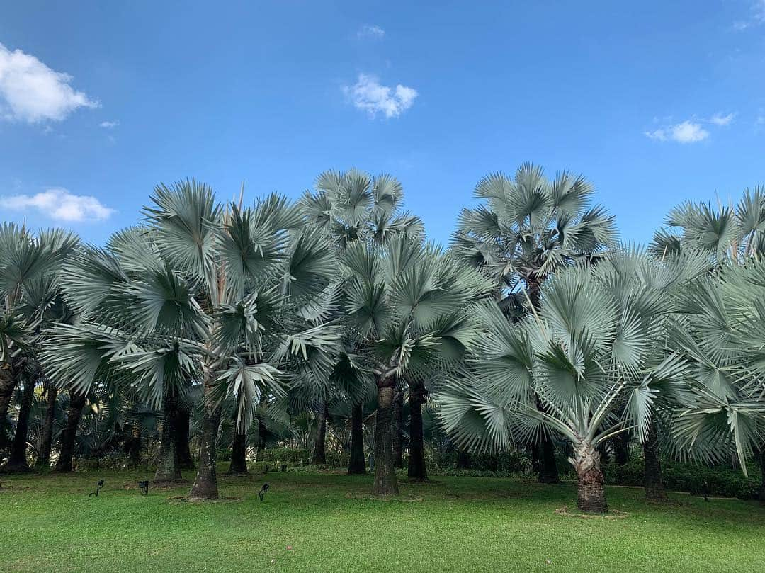 カン・ギュンソンさんのインスタグラム写真 - (カン・ギュンソンInstagram)「얘들아~ 잘 있지? ⠀⠀⠀ #singapore #gardenbythebay」3月16日 20時41分 - noel_kyunsung