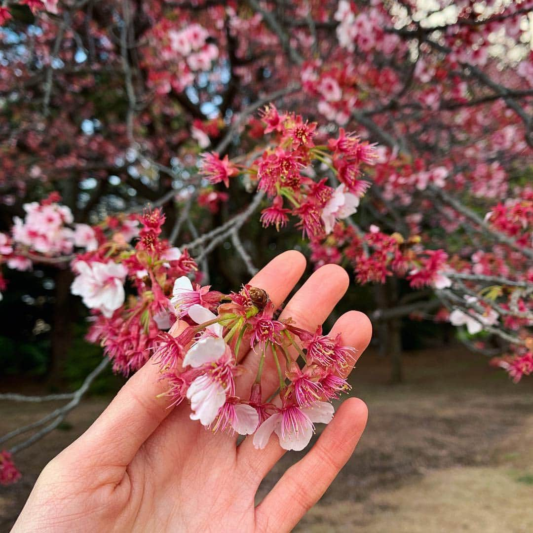 LINA（吉村リナ）さんのインスタグラム写真 - (LINA（吉村リナ）Instagram)「Spring is almost there...🌸 Everything’s gonna be okay🍃 春はもうすぐそこだね。 大丈夫、きっと少しずつ全てが癒されていく…🌸🕊✨」3月16日 20時57分 - lina3336