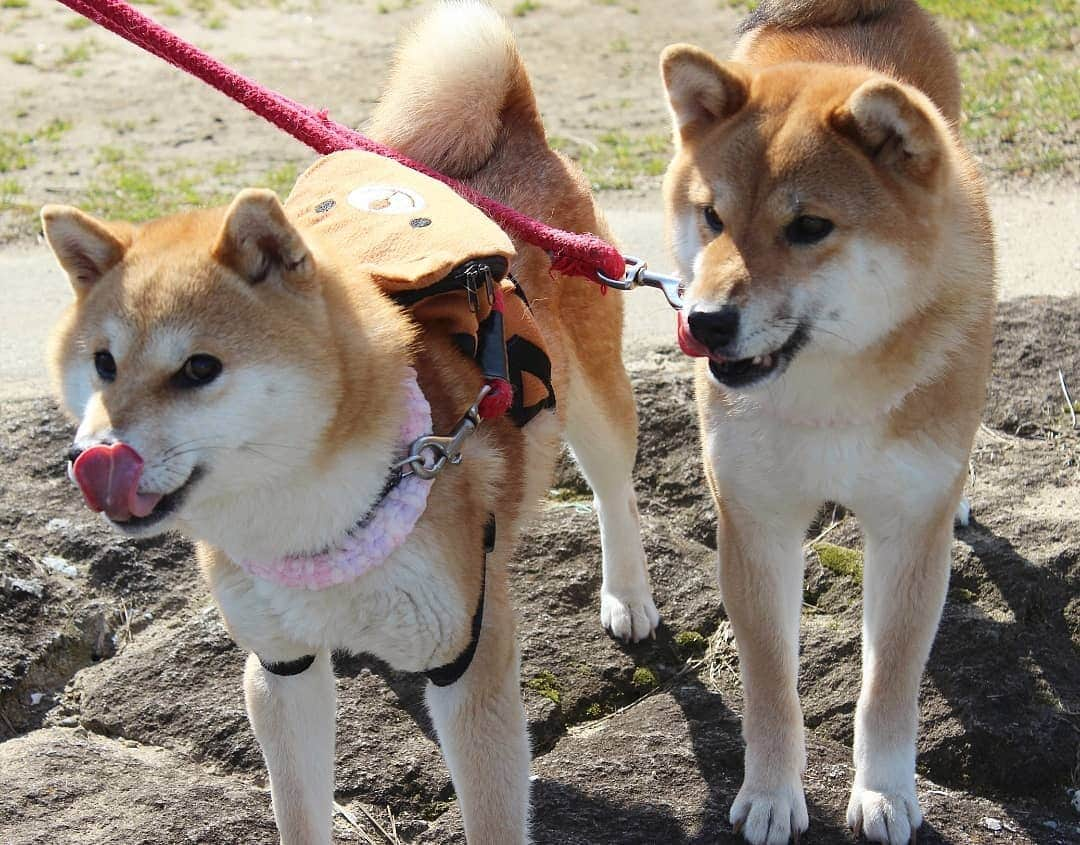 柴犬たま Shibainu Tamaさんのインスタグラム写真 - (柴犬たま Shibainu TamaInstagram)「ふたり共カメラ慣れし過ぎて気抜き過ぎ😂😂 * Caption trans🇬🇧 They're always be act natural😂😂 * #柴犬たま #たママ #たま家族 #柴犬ミケ #一眼レフ #一眼レフカメラ #お散歩 #くまちゃんリュック #仲良し親子 #親子シンクロ #似た者親子 #舌ぺろ #笑顔 #ブサ顔 #自然体 #かなりひし形 #柴犬 #shiba #shibainu #shibastagram #犬 #dog #多頭飼い」3月16日 20時54分 - tama7653