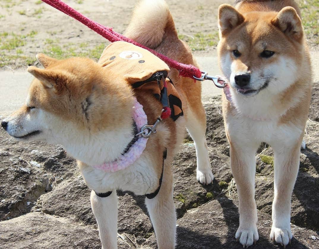 柴犬たま Shibainu Tamaさんのインスタグラム写真 - (柴犬たま Shibainu TamaInstagram)「ふたり共カメラ慣れし過ぎて気抜き過ぎ😂😂 * Caption trans🇬🇧 They're always be act natural😂😂 * #柴犬たま #たママ #たま家族 #柴犬ミケ #一眼レフ #一眼レフカメラ #お散歩 #くまちゃんリュック #仲良し親子 #親子シンクロ #似た者親子 #舌ぺろ #笑顔 #ブサ顔 #自然体 #かなりひし形 #柴犬 #shiba #shibainu #shibastagram #犬 #dog #多頭飼い」3月16日 20時54分 - tama7653