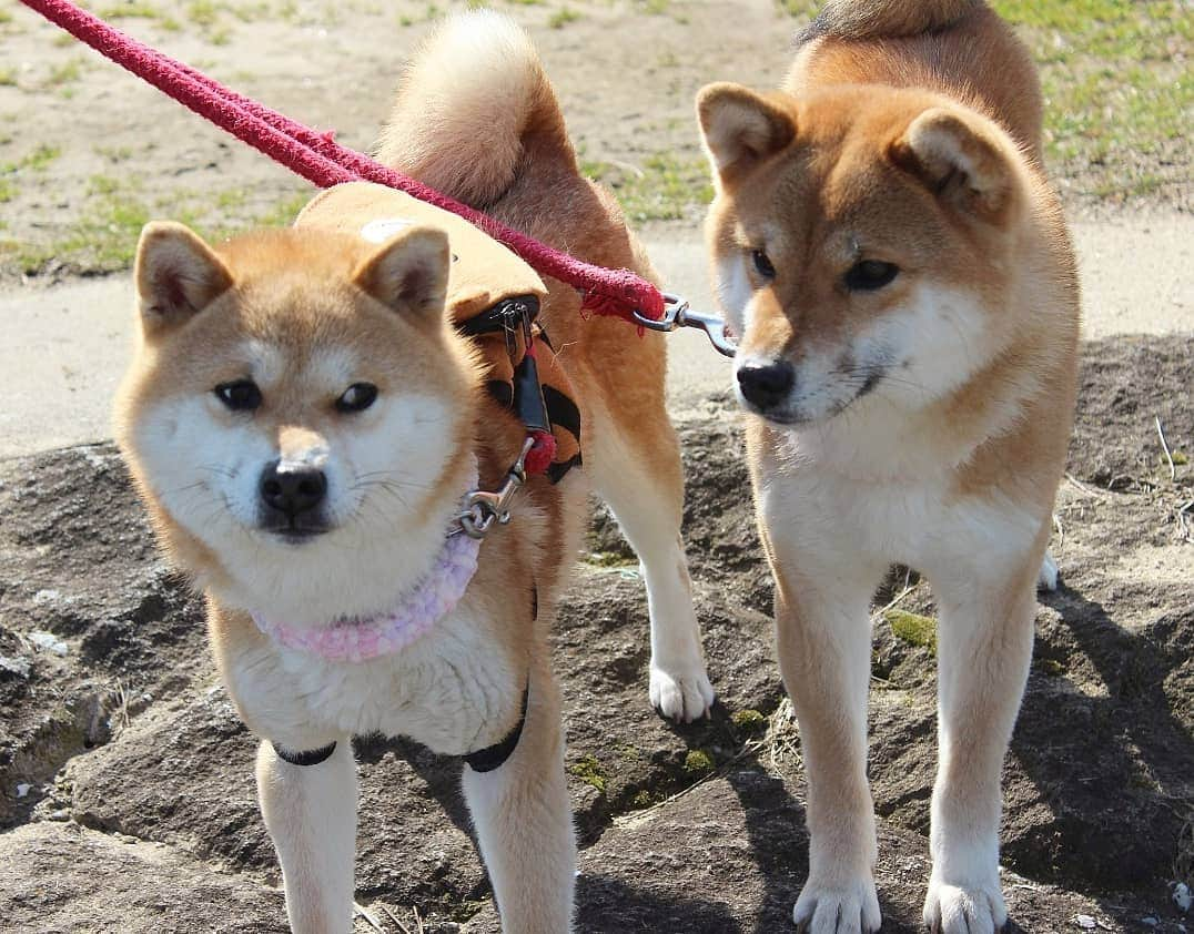 柴犬たま Shibainu Tamaさんのインスタグラム写真 - (柴犬たま Shibainu TamaInstagram)「ふたり共カメラ慣れし過ぎて気抜き過ぎ😂😂 * Caption trans🇬🇧 They're always be act natural😂😂 * #柴犬たま #たママ #たま家族 #柴犬ミケ #一眼レフ #一眼レフカメラ #お散歩 #くまちゃんリュック #仲良し親子 #親子シンクロ #似た者親子 #舌ぺろ #笑顔 #ブサ顔 #自然体 #かなりひし形 #柴犬 #shiba #shibainu #shibastagram #犬 #dog #多頭飼い」3月16日 20時54分 - tama7653