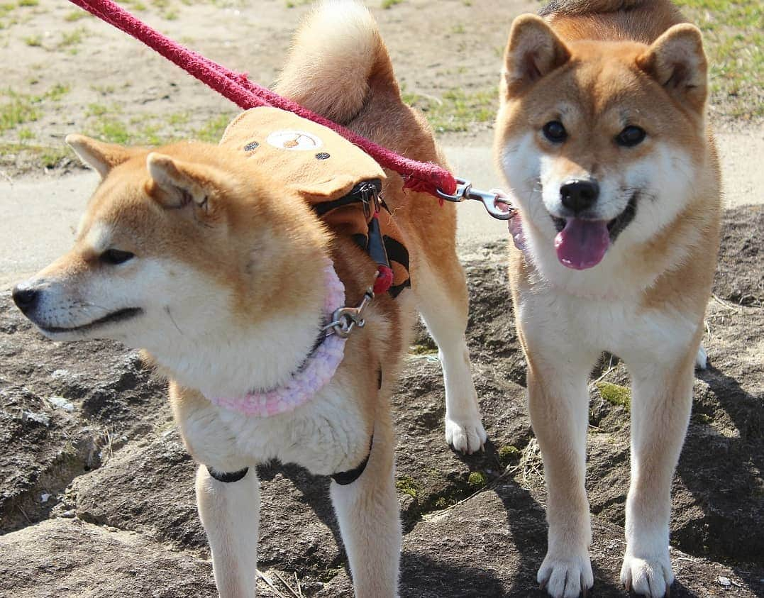 柴犬たま Shibainu Tamaさんのインスタグラム写真 - (柴犬たま Shibainu TamaInstagram)「ふたり共カメラ慣れし過ぎて気抜き過ぎ😂😂 * Caption trans🇬🇧 They're always be act natural😂😂 * #柴犬たま #たママ #たま家族 #柴犬ミケ #一眼レフ #一眼レフカメラ #お散歩 #くまちゃんリュック #仲良し親子 #親子シンクロ #似た者親子 #舌ぺろ #笑顔 #ブサ顔 #自然体 #かなりひし形 #柴犬 #shiba #shibainu #shibastagram #犬 #dog #多頭飼い」3月16日 20時54分 - tama7653