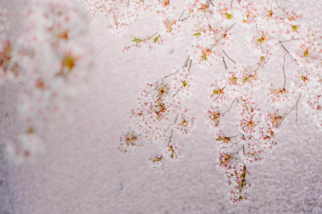 Sonoda COO Yukiyaさんのインスタグラム写真 - (Sonoda COO YukiyaInstagram)「Memories with beautiful cherry blossoms. . #kyoto #tokyo #kyotophotographer  #tokyophotographer  #proposal #proposalphotographer #tokyoproposal #kyotoproposal #proposalphotographer #prewedding #tokyoprewedding #kyotoprewedding #preweddingphotographer  #tokyopreweddingphotographer #kyotopreweddingphotographer  #wedding #tokyowedding #kyotowedding #tokyoweddingphotographer #kyotoweddingphotographer」3月16日 21時06分 - coo_travelphoto