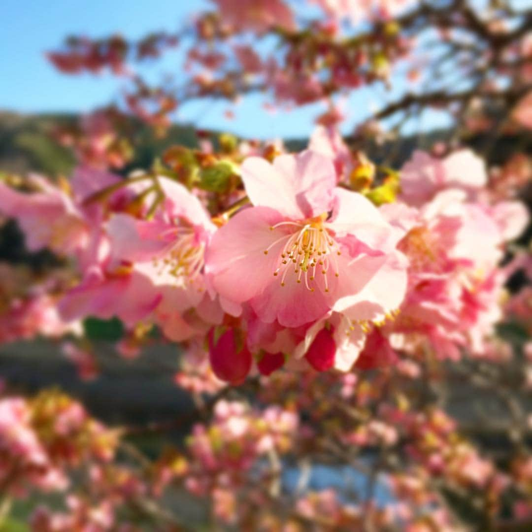 フジテレビ「もしもツアーズ」さんのインスタグラム写真 - (フジテレビ「もしもツアーズ」Instagram)「次回は3月30日‼️ 東京は桜の名所ばかり🌸明日が見頃！都内の桜ベスト10😍😍 どこの桜が出てくると思いますか？？ 🌸🌸🌸🌸🌸🌸🌸🌸🌸🌸🌸 #もしもツアーズ #もしツア #桜 #春 #spring #cherryblossom #花見 #お花見 #夜桜 #さくら #花より団子」3月16日 21時06分 - moshitsua_official