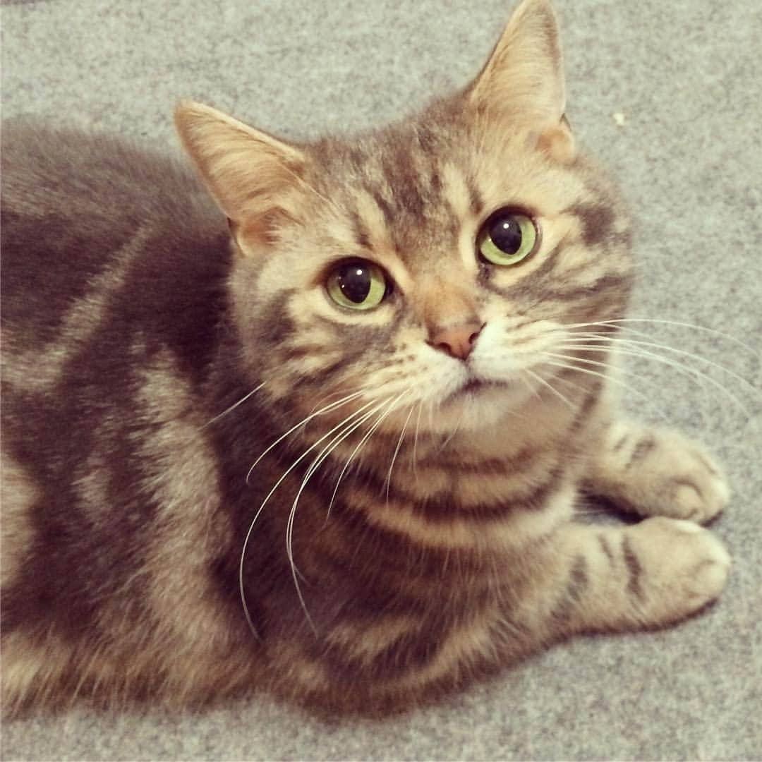のインスタグラム：「※ なごむ『広瀬すず？ それ、ぼくより かわいいの？』 #なーくん天狗か #天狗なんか #vs広瀬すず」