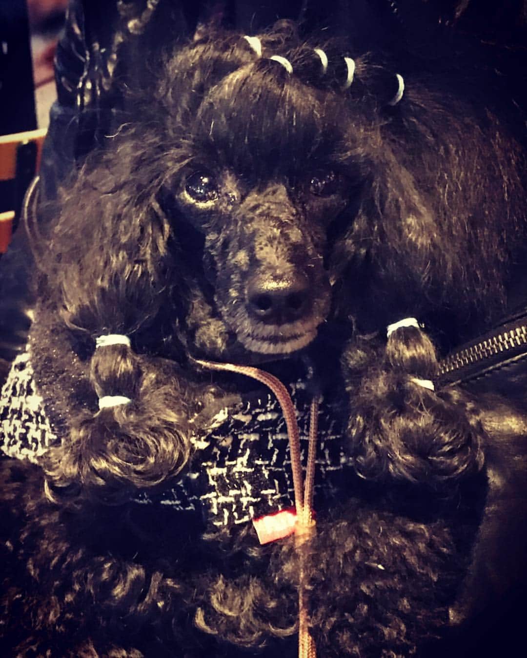 宮上元克のインスタグラム：「癒され〜😇 #toypoodle」