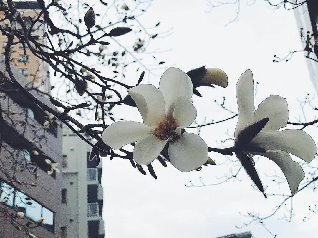 日下裕江さんのインスタグラム写真 - (日下裕江Instagram)「今の季節と言ったら 桜や梅の花をよく見ると思うんだけど、 この季節に見慣れない花が側道いっぱいに咲いてた綺麗な花❀.*･ﾟ  この花は一体なんだろ？  可憐で美しい✨, . . ※意見を頂いた結果、モクレン科のこぶしという花みたい❀.*･ﾟ  #白い花 #何の花 #何の花かな #春の花 #冬の花 #可憐な花」3月16日 21時03分 - hiroe___h