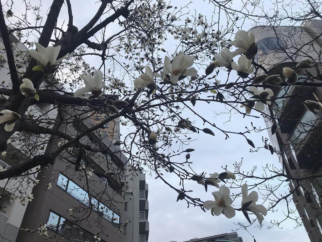 日下裕江さんのインスタグラム写真 - (日下裕江Instagram)「今の季節と言ったら 桜や梅の花をよく見ると思うんだけど、 この季節に見慣れない花が側道いっぱいに咲いてた綺麗な花❀.*･ﾟ  この花は一体なんだろ？  可憐で美しい✨, . . ※意見を頂いた結果、モクレン科のこぶしという花みたい❀.*･ﾟ  #白い花 #何の花 #何の花かな #春の花 #冬の花 #可憐な花」3月16日 21時03分 - hiroe___h