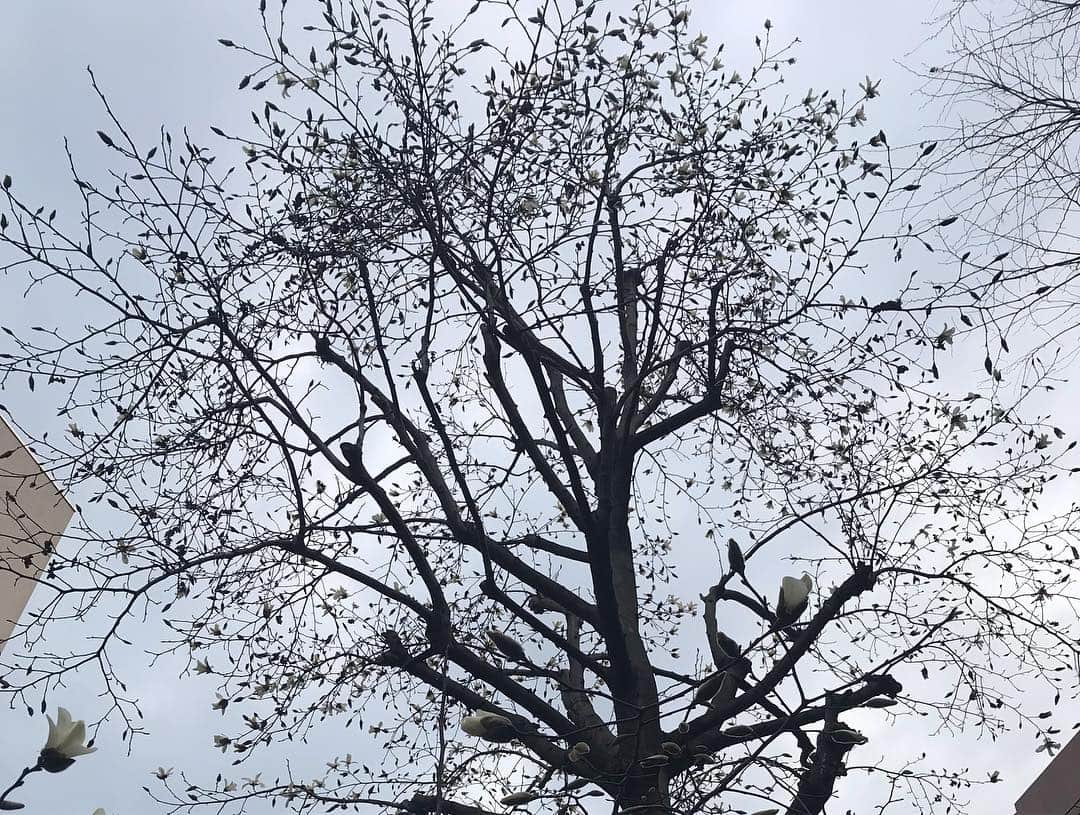 日下裕江さんのインスタグラム写真 - (日下裕江Instagram)「今の季節と言ったら 桜や梅の花をよく見ると思うんだけど、 この季節に見慣れない花が側道いっぱいに咲いてた綺麗な花❀.*･ﾟ  この花は一体なんだろ？  可憐で美しい✨, . . ※意見を頂いた結果、モクレン科のこぶしという花みたい❀.*･ﾟ  #白い花 #何の花 #何の花かな #春の花 #冬の花 #可憐な花」3月16日 21時03分 - hiroe___h