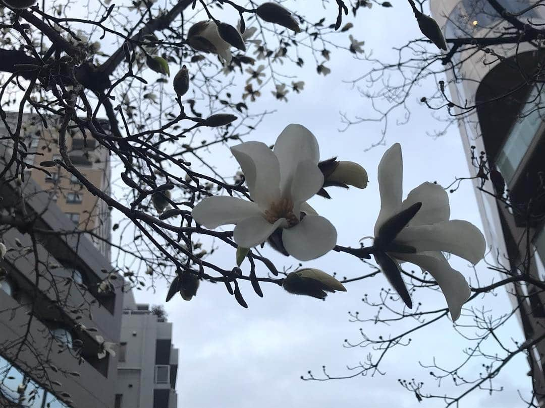 日下裕江さんのインスタグラム写真 - (日下裕江Instagram)「今の季節と言ったら 桜や梅の花をよく見ると思うんだけど、 この季節に見慣れない花が側道いっぱいに咲いてた綺麗な花❀.*･ﾟ  この花は一体なんだろ？  可憐で美しい✨, . . ※意見を頂いた結果、モクレン科のこぶしという花みたい❀.*･ﾟ  #白い花 #何の花 #何の花かな #春の花 #冬の花 #可憐な花」3月16日 21時03分 - hiroe___h