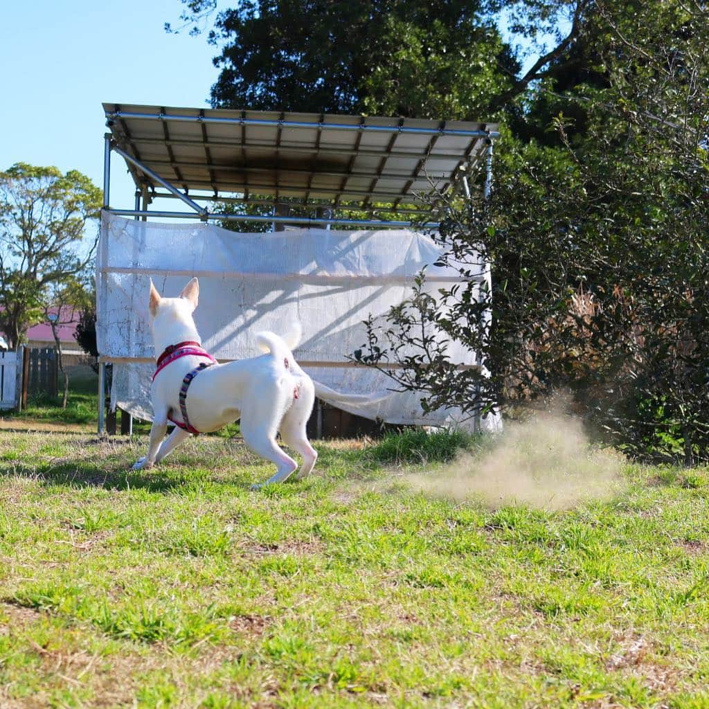 柴犬ハル&保護犬すずさんのインスタグラム写真 - (柴犬ハル&保護犬すずInstagram)「🐕💨 Bodied fart . すかしっ屁 . #そこの君 #バレてるよ #すかしっぺしたこと #大放出 #オナラのかたちがハートだよ❤️笑 . #柴犬#柴#kagoshima#dog#puppy#shibainu#shibastagram#いぬバカ部#family#鹿児島#赤柴#雑種#天文館#日本犬#保護犬を家族に#保護犬#元保護犬#家族」3月16日 21時15分 - haruharu040777