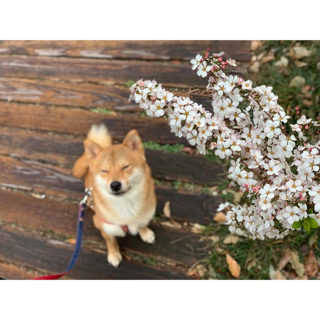 VANRIさんのインスタグラム写真 - (VANRIInstagram)「🌸 #お花見散歩 #雨上がり散歩  #豆柴 #柴犬 #日本犬 #しばすたぐらむ」3月16日 21時28分 - vanri0121