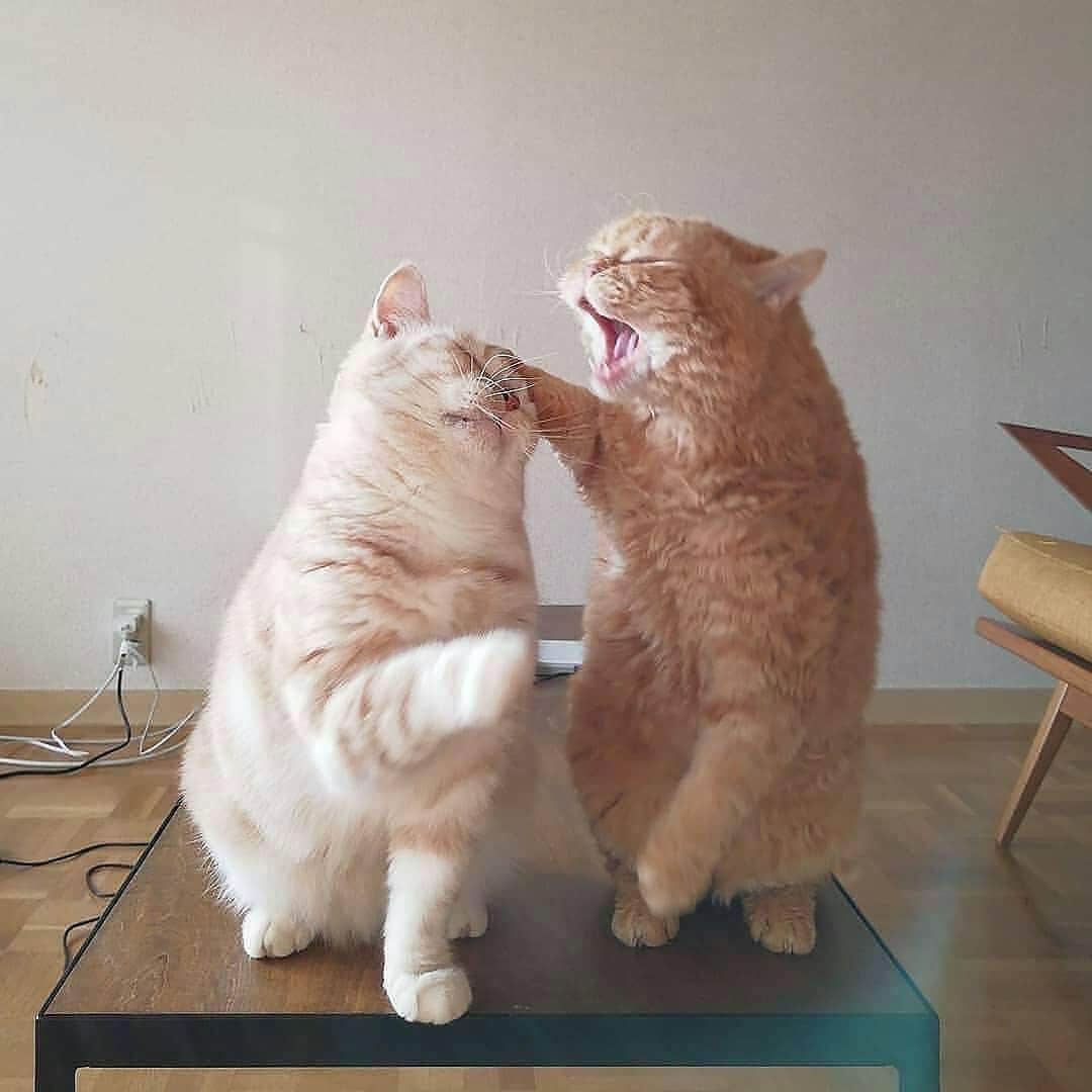 Cute Pets Dogs Catsさんのインスタグラム写真 - (Cute Pets Dogs CatsInstagram)「Two buddies!😼👍🐱 📩 Submit your cat's photo to our contest email to be featured💕 ⠀⠀⠀⠀⠀⠀⠀⠀⠀ Notification ON 💙 #kittens_of_world and follow us to be featured 😸  From: @muffin_the_munchkin ⠀⠀⠀⠀⠀⠀⠀⠀⠀ #kitty #cats #kitten #kittens #kedi #katze #แมว #猫 #ねこ #ネコ #貓 #고양이 #Кот #котэ #котик #кошка#cutecats #meow #kittycat #catinstagram #catsclub #cats_of_instagram #kitty #ilovemycat #caturday #catsofig #thedailykitten #bestmeow #excellent_cats」3月16日 21時38分 - dailycatclub