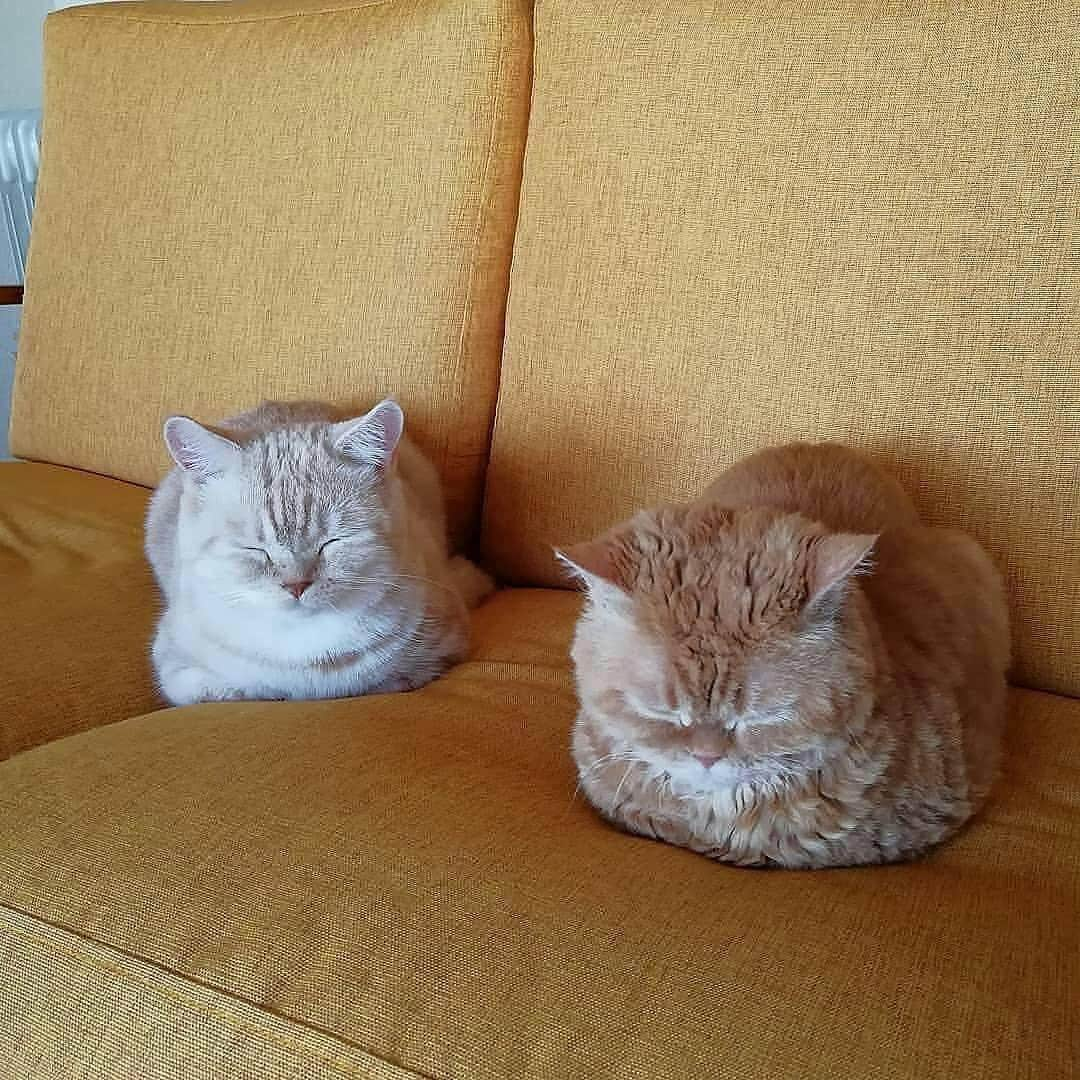 Cute Pets Dogs Catsさんのインスタグラム写真 - (Cute Pets Dogs CatsInstagram)「Two buddies!😼👍🐱 📩 Submit your cat's photo to our contest email to be featured💕 ⠀⠀⠀⠀⠀⠀⠀⠀⠀ Notification ON 💙 #kittens_of_world and follow us to be featured 😸  From: @muffin_the_munchkin ⠀⠀⠀⠀⠀⠀⠀⠀⠀ #kitty #cats #kitten #kittens #kedi #katze #แมว #猫 #ねこ #ネコ #貓 #고양이 #Кот #котэ #котик #кошка#cutecats #meow #kittycat #catinstagram #catsclub #cats_of_instagram #kitty #ilovemycat #caturday #catsofig #thedailykitten #bestmeow #excellent_cats」3月16日 21時38分 - dailycatclub