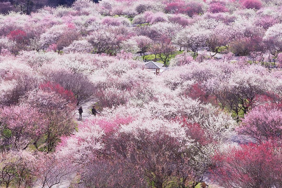 Najiiのインスタグラム：「Plum grove」
