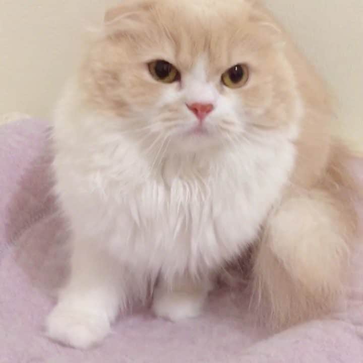 のんたのインスタグラム：「▷ Every time I get my hair cut at the hairdresser, Bo-chan forgets my face. she can’t figure out who is front of her and she gets very confused and angry. “Hey, Who are you??? bring me my mommy back now!!” ▷ 以前にも投稿しましたが、ぼーちゃんは私が髪型を変えると私が誰だかわからなくなり、怖がって逃げたりしてパニックになります。 「あたちのマミーはどこなのよ！！」って怒ってます😭抱っこも触ることもできません。 1日たってやっと認識してくれましたが、美容院に行った日だけはパパっ子になるのでパパは嬉しそうです。」