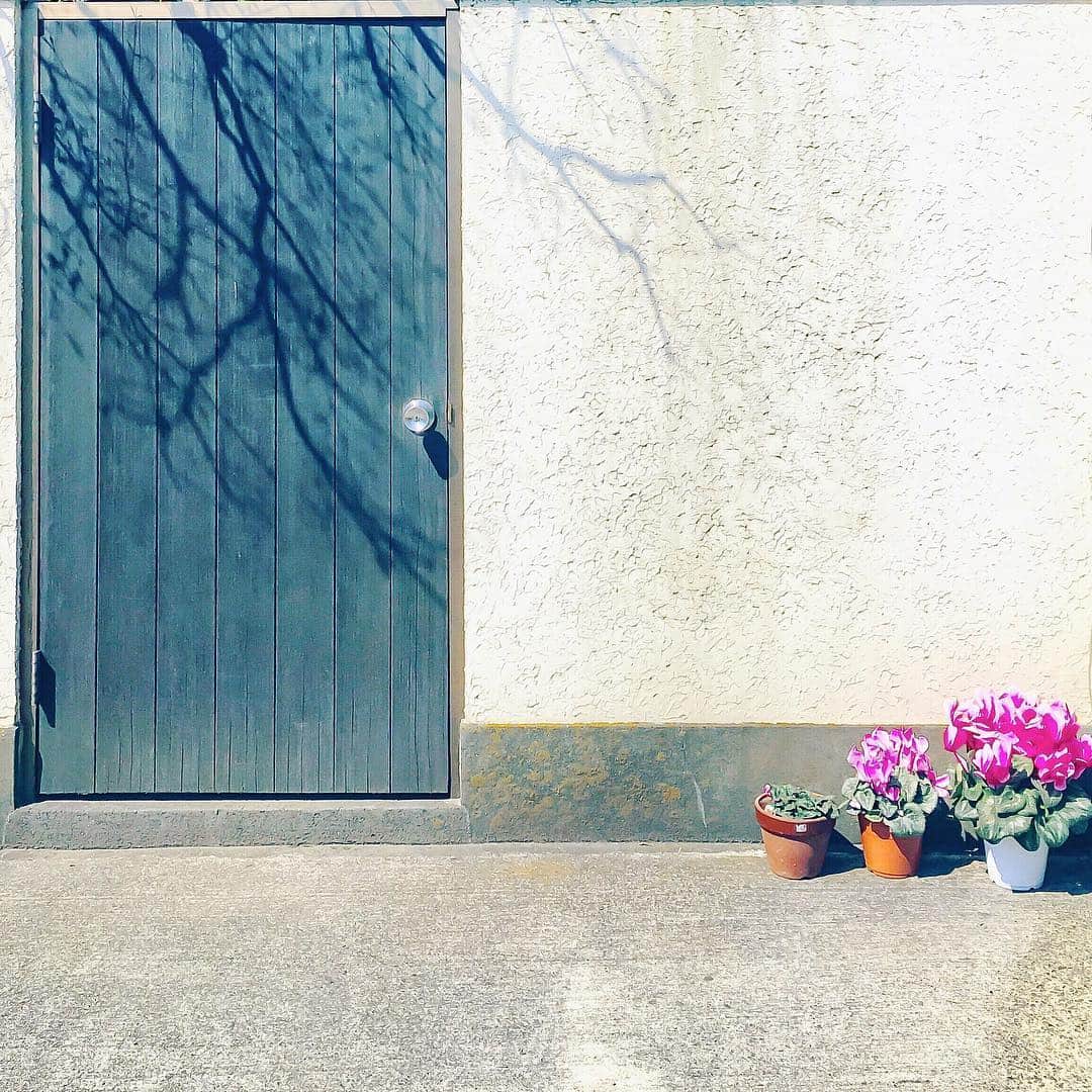 まめのインスタグラム：「Breath of spring. . 📶 #shitamachigardening . #ザ壁部 #ihaveathingforwalls #walls_talking #mwjp #igersjp #indies_minimal #hueart_life #reco_ig #shotoniphone #youmobile #wearegrryo」