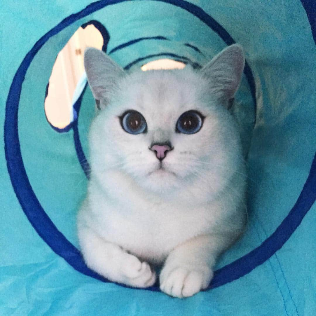 コビーさんのインスタグラム写真 - (コビーInstagram)「When you see the tuna at the end of the tunnel.」3月16日 22時25分 - cobythecat