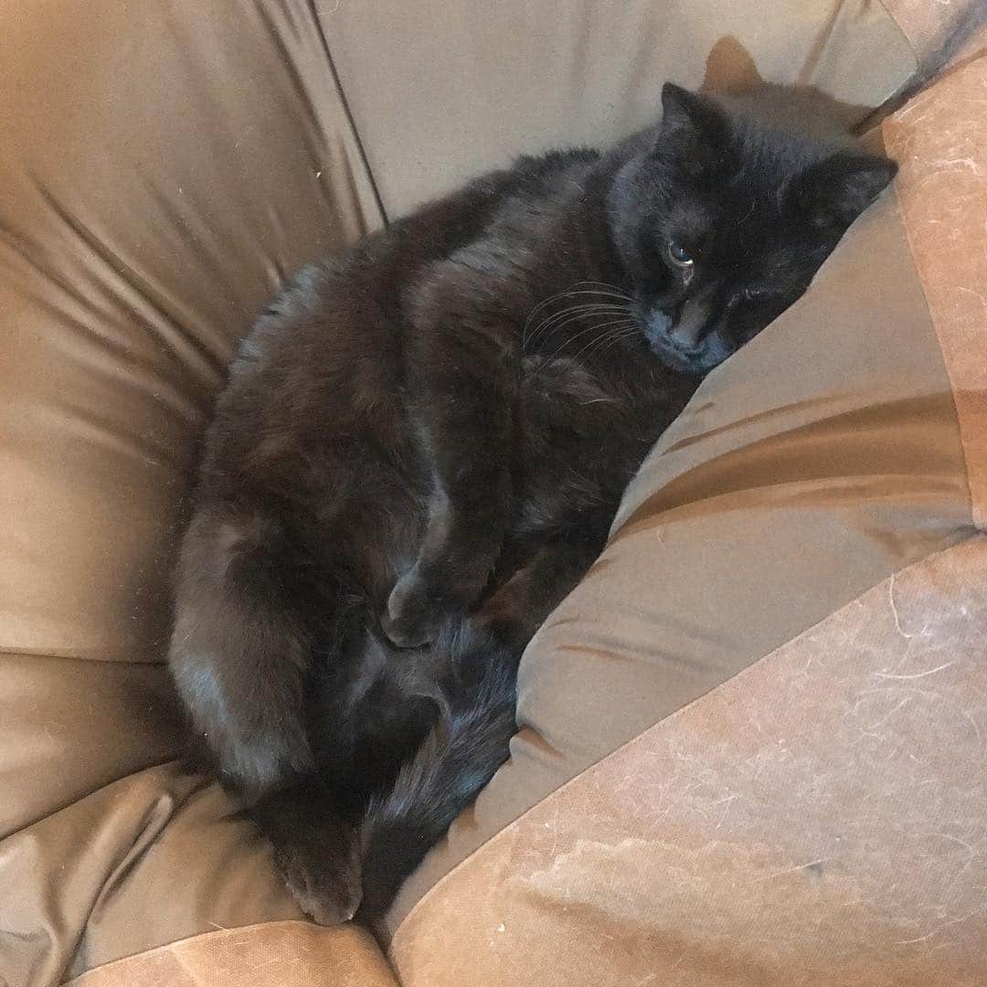 のインスタグラム：「猫をダメにするソファ #kurohakuchai #blackcat #cat #黒猫 #猫 #人をダメにするソファ」