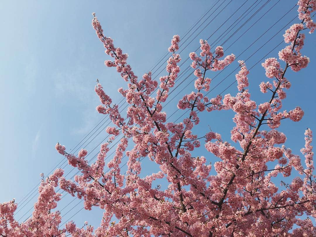 maggydaisyのインスタグラム：「_ 2019.03.16 雨の予報だったけど 青空と早咲きの満開の桜で 見送り出来ました  心配しないで また会おうねと約束」