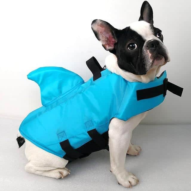 French Bulldogさんのインスタグラム写真 - (French BulldogInstagram)「🦈 Shark Dog Safety Life Jacket 🦈 The vest is highly functional and practical, and since it is made from a particularly durable material, it can withstand the test of time. It can be used both to build the confidence of your pet when it comes to swimming and for keeping him or her safe. . . . . . #frenchie #frenchieoftheday #französischebulldogge#franskbulldog #frenchbull #frenchbulldog #frenchiepuppy#dog #dogsofinstagram #petstagram #bully #bulldog#bulldogfrances #フレンチブルドッグ #フレンチブルドッグ #フレブル #ワンコ #frenchiesgram#frenchbulldogsofinstagram #ilovemyfrenchie #batpig #buhi#squishyfacecrewbulldog」3月16日 22時34分 - frenchie.world