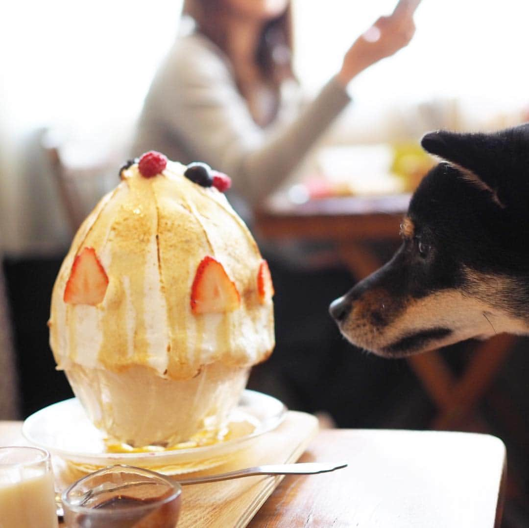 豆柴にこちゃんさんのインスタグラム写真 - (豆柴にこちゃんInstagram)「🐶🍧 今日は、楽しみにしてた、 #柴かき氷部 の部活動❣️ . 吉祥寺の焼きかき氷カフェ、 #カフェルミエール  に こなつちゃん @konatsu170310 まるんちゃん @marun1213 みつまめちゃん @mitsumame_shibasta と行ってきたよ✨ . テーブルから顔を出す、 こなまるちゃんがかわいすぎて罪深い💕 . みっちゃんは、にこのイジリー岡田の 高速ベロにプルプル反応してたのが かわいかったよ😆 ※最後の動画参照 . つづく . #柴犬#豆柴#pecoいぬ部#犬#わんこ#まめしば#west_dog_japan#犬#todayswanko#ここ柴部#shibainu#dog#mameshiba#pecotv#dog#いぬのきもち部#しばいぬ#しばけん#こいぬ#シバイヌ#いぬ#イヌ#赤柴#マメシバ#ペット#日本犬#子犬」3月16日 22時49分 - nikochan.mame48