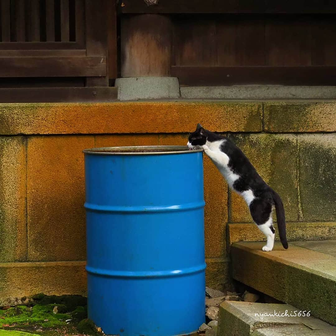 路地裏のにゃん吉さんのインスタグラム写真 - (路地裏のにゃん吉Instagram)「水はなんぼなんでもあるんやで Water is here  #生き抜け野良猫  #แมว #igersjp#ねこ#猫#ig_japan#ねこ部#ふわもこ部#野良猫#にゃんすたぐらむ#みんねこ #cats#ファインダー越しの私の世界 #catsofinstagram#catstocker#instagramjapan##catloversclub#ペコねこ部#ピクネコ #東京カメラ部#icu_japan#team_jp_西 #고양이#nekoclub #catstagram#japan_photo_now #bestcatclub #loves_nippon#balousfriends#getolympus」3月16日 23時04分 - nyankichi5656