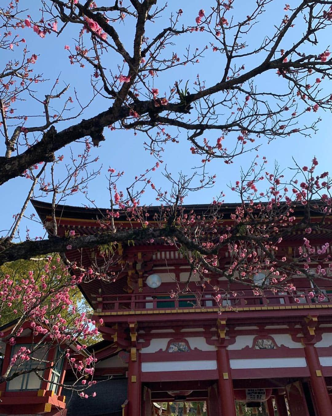 アンナ・ヤノフスカヤさんのインスタグラム写真 - (アンナ・ヤノフスカヤInstagram)「⛩🎋🏯 #japan #🇯🇵」3月16日 23時10分 - annayanovskay