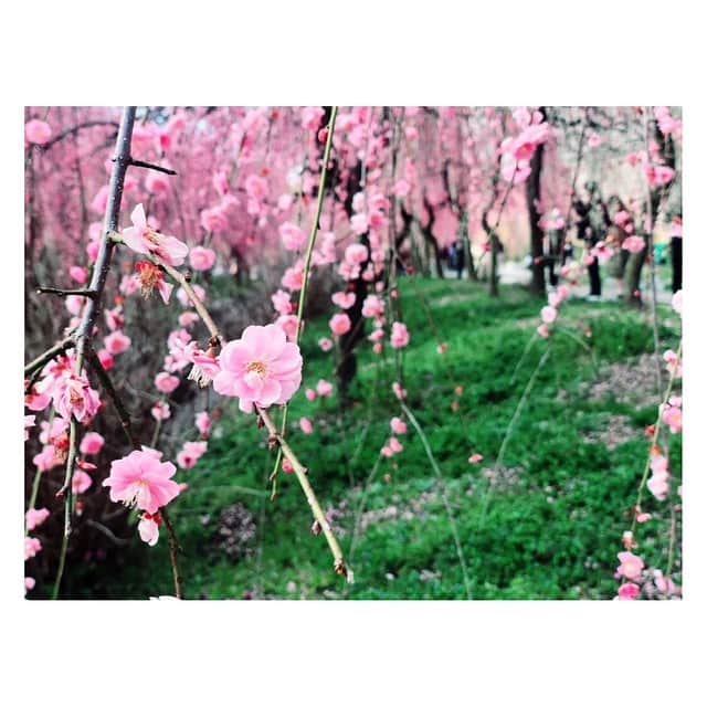 中谷しのぶさんのインスタグラム写真 - (中谷しのぶInstagram)「今朝は春の嵐でしたね… 雷ですっかり早朝に目が覚めました(°_°) 今は梅が見頃ですね🌸 桜は来週末から開花が始まるところもあるようです🌸  枝垂れって、優雅ですね✨  #梅 #枝垂れ #桜だけではない #優雅 #綺麗 #白 #赤 #あるけど #やっぱり #ピンク #惹かれます」3月16日 23時20分 - shinobunakatani.ytv