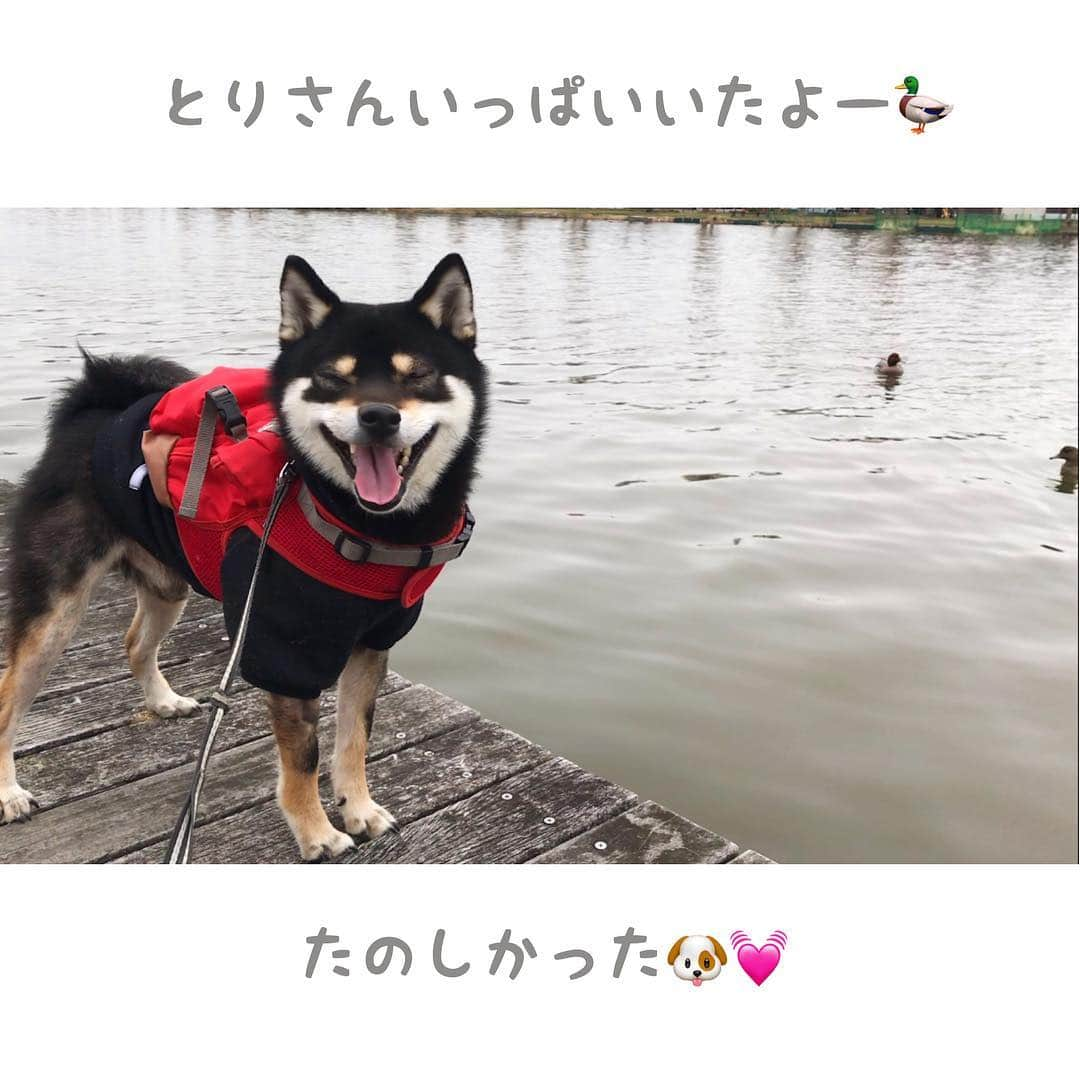 まめ丸さんのインスタグラム写真 - (まめ丸Instagram)「* * 【スワイプしてね🔛】 公園たのしくてニコニコのぼく🐶💓 今日はとりさん🦆の観察してきたよ❣️ * #とりさんいっぱいいた🦆🦆🦆 #水辺いやがる時もあるけど今日は自分から行って #ずっととりさん目で追ってたの * #柴犬#豆柴#柴#黒柴#犬#ふわもこ部#犬バカ部#しばいぬ#shiba#shibainu#shibastagram#shibadog#puppy#instadog#dogstagram#dog#pet#petstagram#buzzfeedanimals#adorable#kawaii#강아지#pecotv#weeklyfluff#dailyfluff」3月16日 23時22分 - mamemarukun