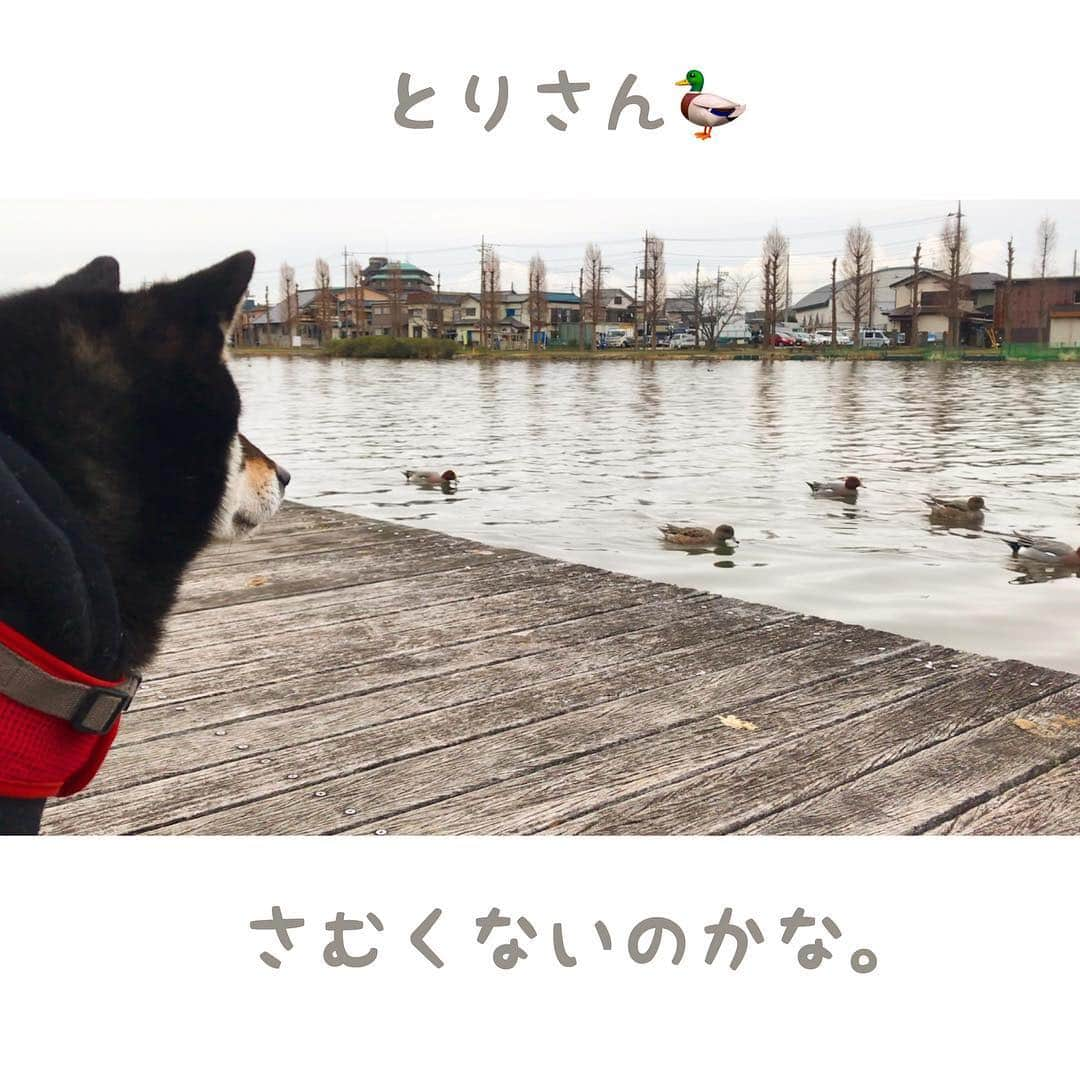 まめ丸さんのインスタグラム写真 - (まめ丸Instagram)「* * 【スワイプしてね🔛】 公園たのしくてニコニコのぼく🐶💓 今日はとりさん🦆の観察してきたよ❣️ * #とりさんいっぱいいた🦆🦆🦆 #水辺いやがる時もあるけど今日は自分から行って #ずっととりさん目で追ってたの * #柴犬#豆柴#柴#黒柴#犬#ふわもこ部#犬バカ部#しばいぬ#shiba#shibainu#shibastagram#shibadog#puppy#instadog#dogstagram#dog#pet#petstagram#buzzfeedanimals#adorable#kawaii#강아지#pecotv#weeklyfluff#dailyfluff」3月16日 23時22分 - mamemarukun