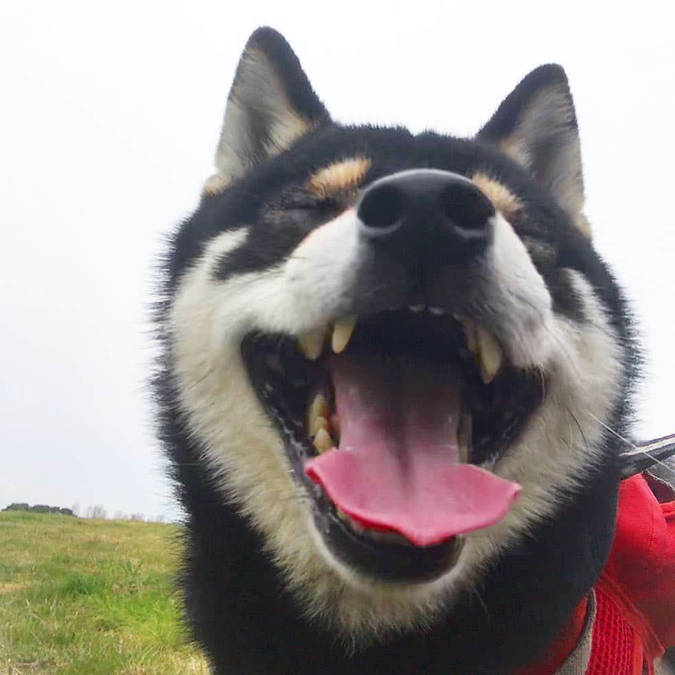 まめ丸のインスタグラム：「* * 【スワイプしてね🔛】 公園たのしくてニコニコのぼく🐶💓 今日はとりさん🦆の観察してきたよ❣️ * #とりさんいっぱいいた🦆🦆🦆 #水辺いやがる時もあるけど今日は自分から行って #ずっととりさん目で追ってたの * #柴犬#豆柴#柴#黒柴#犬#ふわもこ部#犬バカ部#しばいぬ#shiba#shibainu#shibastagram#shibadog#puppy#instadog#dogstagram#dog#pet#petstagram#buzzfeedanimals#adorable#kawaii#강아지#pecotv#weeklyfluff#dailyfluff」