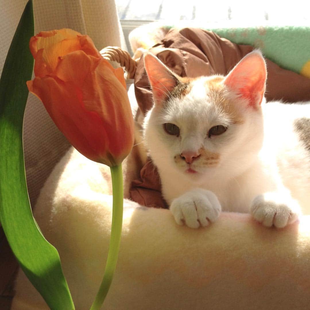 マルさんのインスタグラム写真 - (マルInstagram)「🌷₍^·͈༝·͈^ฅ 注意！ 😱🙀チューリップ🌷は猫にとって危険だそうです💦 フォロワーさんのコメントで知りました。 教えてくれてありがとうです😓気をつけないと… . #花の子マルルン#Flower#懐かしpic #猫がいる幸せ#catismatic#花 #bestmeow#cat#三毛猫#ねこと暮らす#猫#ペコねこ部#ピクネコ#ねこ部#pleasantcats#cute#happycatclub  #thekittypost#catloversclub#petstagram#ilovepets#catsofinstagram#cat_features#にゃんすたぐらむ #love#instagood#nicejob#catstagram」3月16日 23時25分 - maruruna