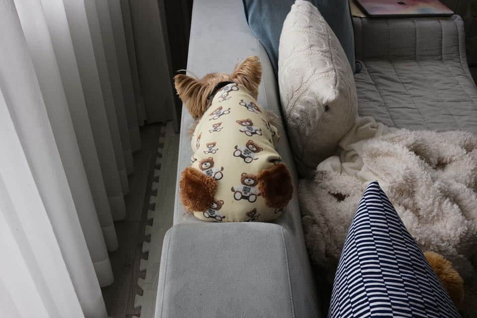 Rubyさんのインスタグラム写真 - (RubyInstagram)「ㅤㅤㅤㅤㅤㅤㅤㅤㅤㅤㅤㅤㅤㅤ 🐶💬 playing hide  and seek あたしは隠れるのが上手なのよ〜。 ㅤㅤㅤㅤㅤㅤㅤㅤㅤㅤㅤㅤㅤㅤ ㅤㅤㅤㅤㅤㅤㅤㅤㅤㅤㅤㅤㅤㅤ ルビたん、どこ行っちゃったのかな〜？ってキッチンから声かけるとぺったんとソファーの背もたれにくっつきながら、尻尾フリフリ、お耳はママのほうに向けるのに、聞こえないフリ。 ルビたんはあともうしばらく実家留学になりました。今日はルビたんの従兄弟達家族とワイワイ過ごしたそうです。良かったね💕 #yorkie #yorkshireterrier #ヨーキー #ヨークシャテリア」3月16日 23時31分 - ruby_the_yorkie