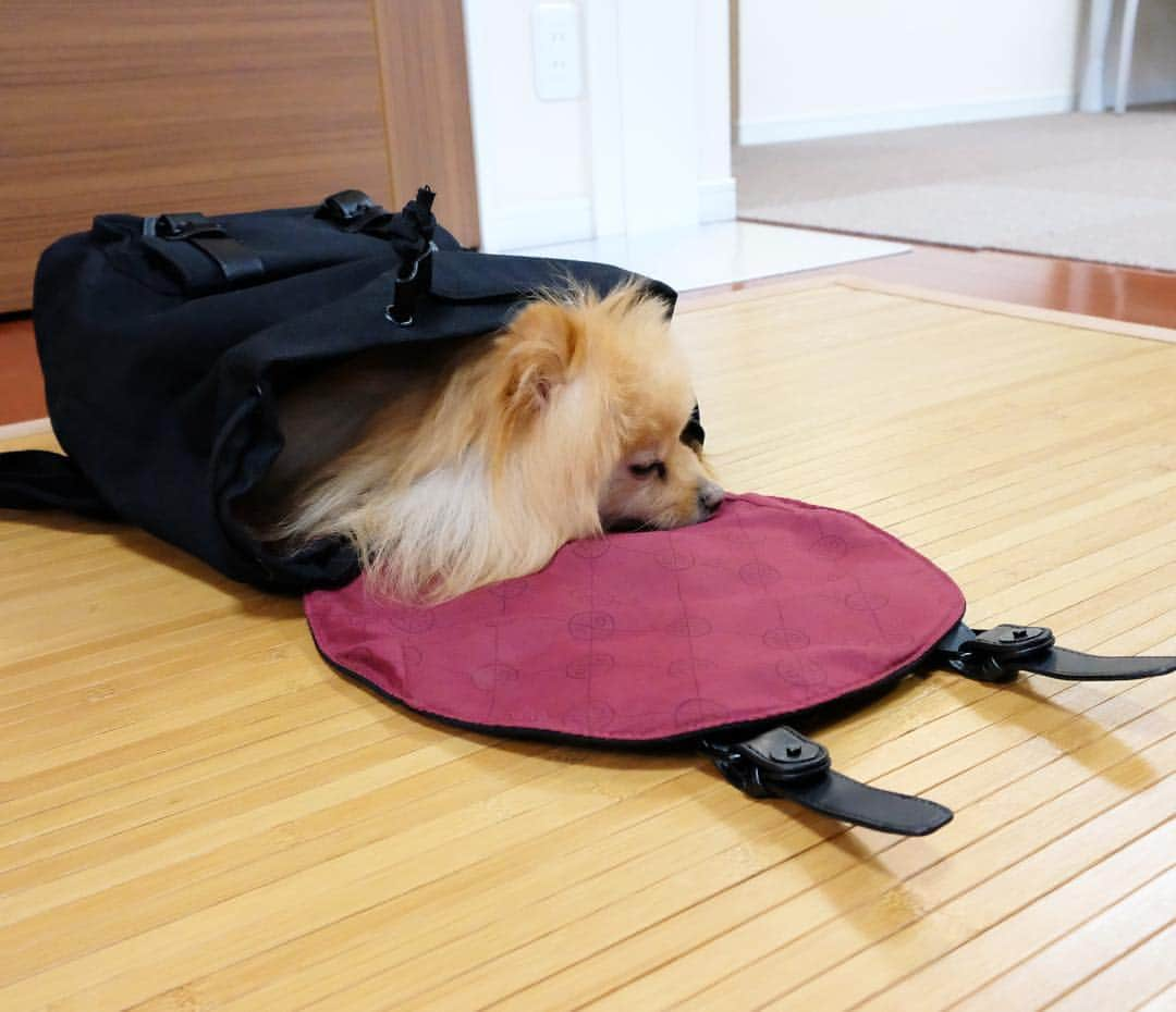 Hanaさんのインスタグラム写真 - (HanaInstagram)「* バッグインドッグ🐶👜 * グースカピー😪💤 * * #Pomeranian#pom#pompom#pomstagram#pets#fluffy#dogs#doglover#dogsofinstagram#dogstagram#Japan#Kawaii#fluffydog#ポメラニアン#犬#いぬら部#chien#pecoいぬ部#포메라니안#pr#リュック#バックパック#ガストンルーガ#gastonluga  公式サイトで15%off ディスカウントコード: bakakyoudai15(期限なし) http://gastonluga.com @gastonluga 送料無料」3月16日 23時32分 - mofu2family