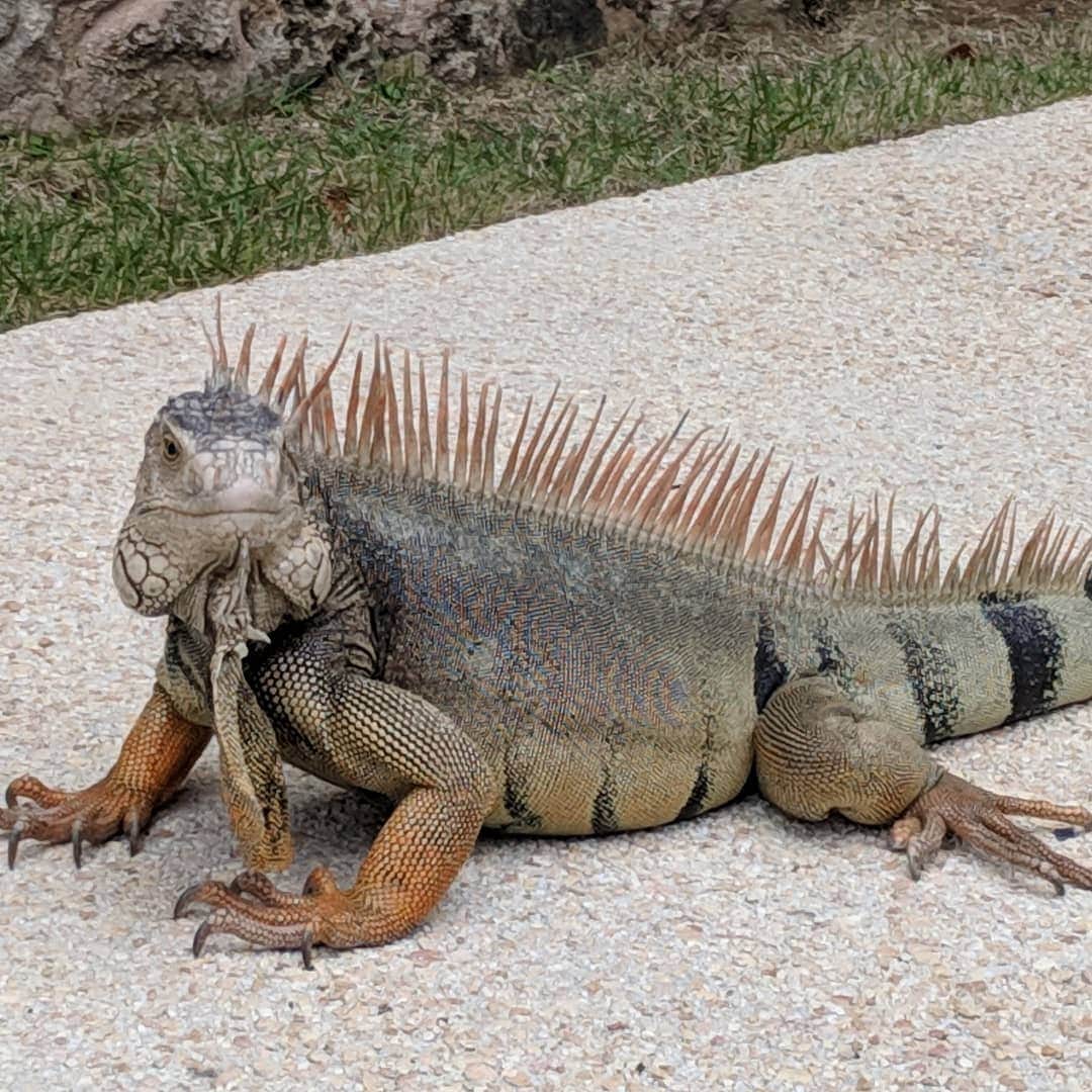 ウィル・ウィトンさんのインスタグラム写真 - (ウィル・ウィトンInstagram)「I met an iguana, and it let me take its picture.」3月16日 23時32分 - itswilwheaton