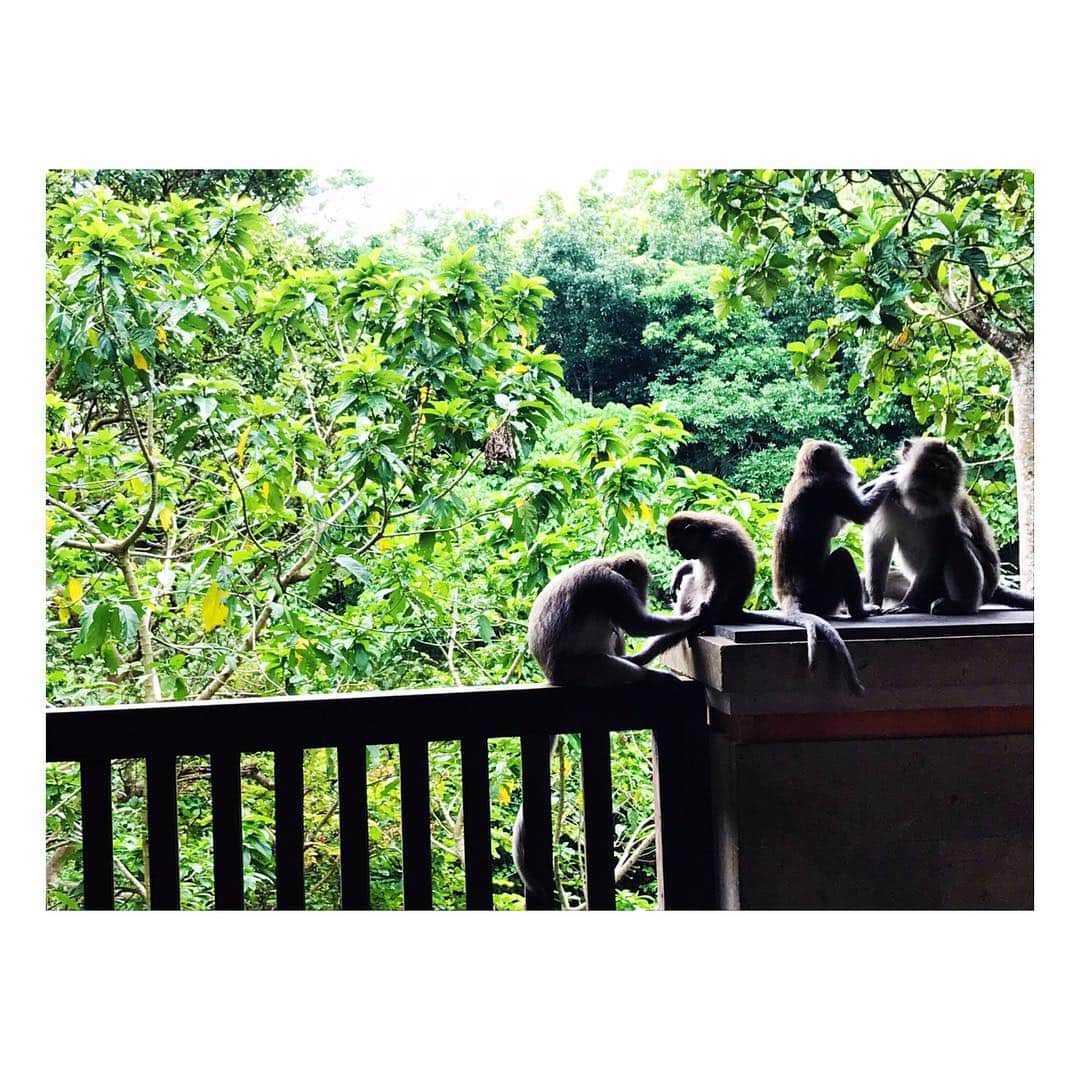 大西遥香さんのインスタグラム写真 - (大西遥香Instagram)「. ウブドのモンキーフォレスト🐒🌴 . 街の中に突然現れる、鬱蒼と茂ったジャングル🌴🌴 びっくりするくらい沢山の猿がいました🐒🐒🐒 . お兄さんの肩に座っちゃったり。 人が猿を観察するというより、人が猿に観察されてるような…笑 不思議な空間でした👀！ . #monkyforest #ubud #bali #モンキーフォレスト #ウブド #バリ」3月16日 23時44分 - hrka_onsh