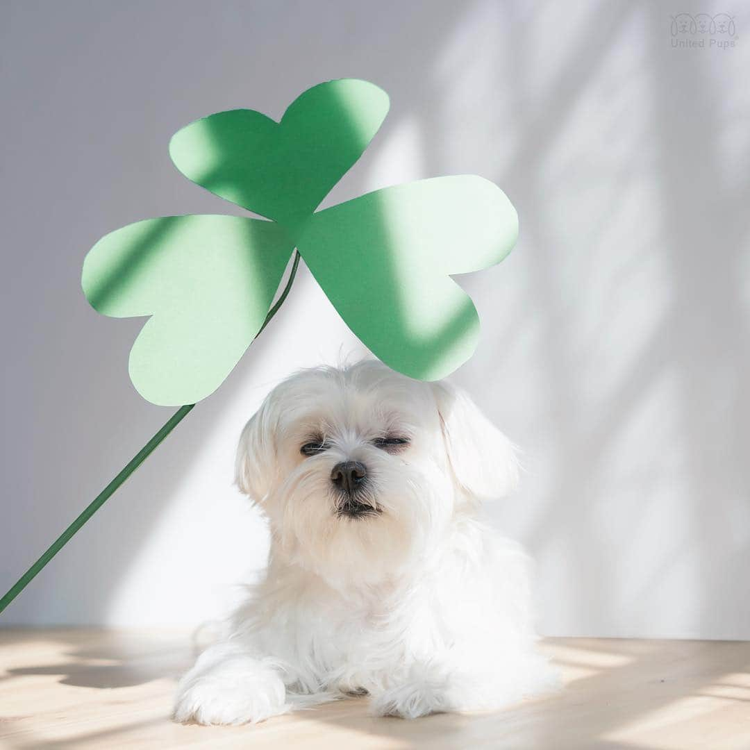 hi.arodさんのインスタグラム写真 - (hi.arodInstagram)「I’m feelin’ lucky today! Let’s pawty allllll weekend 😉 Happy St. Patrick’s weekend!☘️ 🍾 ・・・・ #stpatricksday #PaddysDay#patricksday #stpattysday#3leafclover #luckyclover #luckycharm #luckycharms #greenery#🍀#clover#happygolucky #irish #shamrock #wink #winkwink #pawty #pawtytime #undertheshade #undertheleaf  #dogsof #malteselifestyle#dogdays#dallasdogs #dogsoftexas#hiarod #arod #maltese #犬 #maltês」3月17日 0時00分 - hi.arod