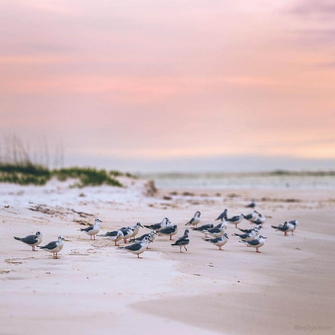 Holly Sissonさんのインスタグラム写真 - (Holly SissonInstagram)「Some end of day light on the Gulf Islands National Seashore  @visitpensacola || #experiencepcola #PcolaPressTrip #GulfIslandsNationalSeashore ~ Canon 1D X MkII + 70–200 f2.8L IS MkII @  f3.5 200mm (See my bio for full camera equipment information plus info on how I process my images. 😊) ~ #pickmotion」3月17日 0時05分 - hollysisson