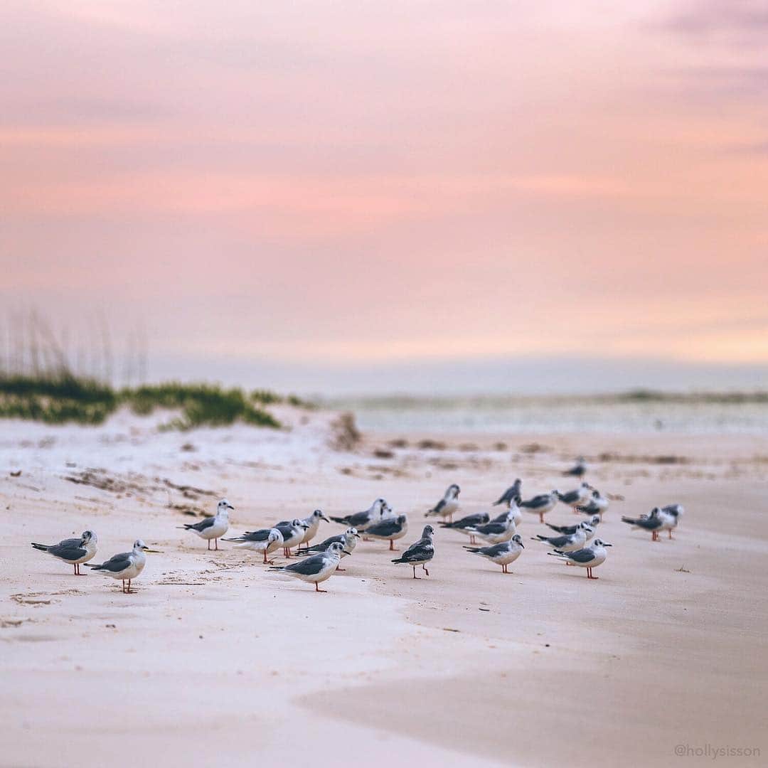 のインスタグラム：「Some end of day light on the Gulf Islands National Seashore  @visitpensacola || #experiencepcola #PcolaPressTrip #GulfIslandsNationalSeashore ~ Canon 1D X MkII + 70–200 f2.8L IS MkII @  f3.5 200mm (See my bio for full camera equipment information plus info on how I process my images. 😊) ~ #pickmotion」