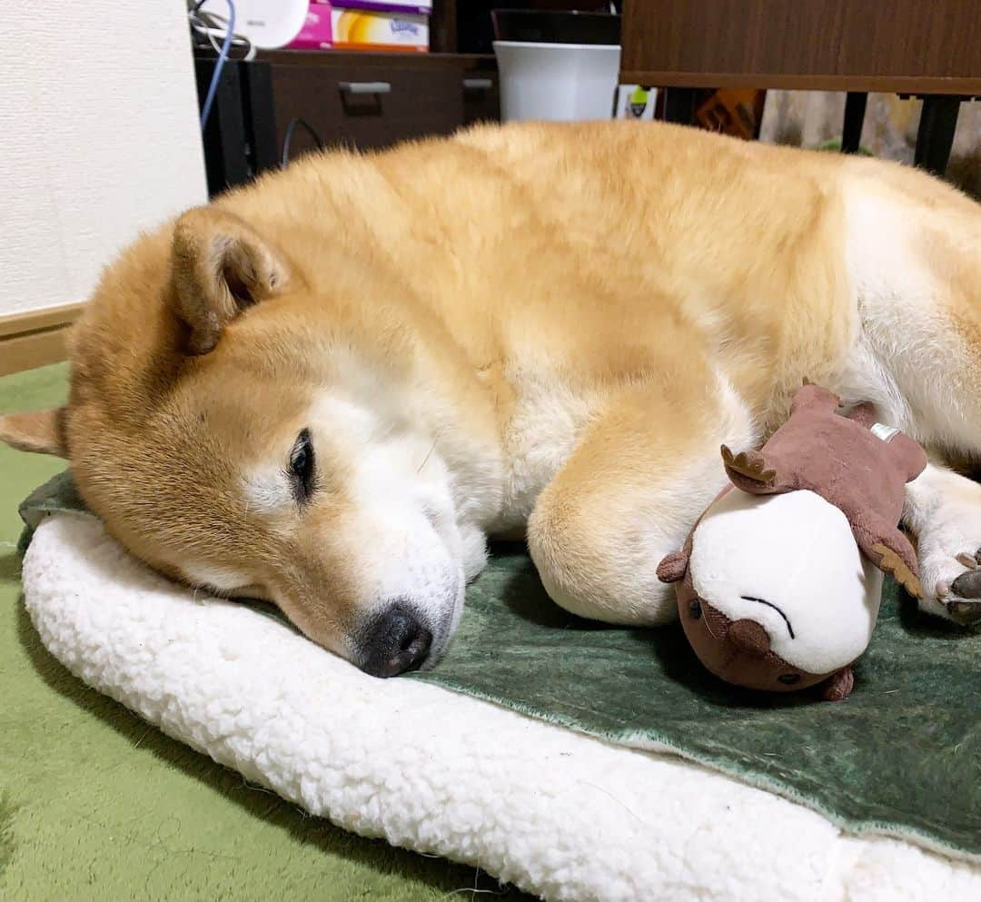 まる（まるたろう）さんのインスタグラム写真 - (まる（まるたろう）Instagram)「Good night!✨🐶💤✨今日は太田さんと一緒に寝るね〜 #明日もパトロールしようかな #パパが早起き出来ればいいんだけど #叩き起こすかな🤔 #柴犬ボディプレス #炸裂しちゃうぞ」3月17日 0時21分 - marutaro