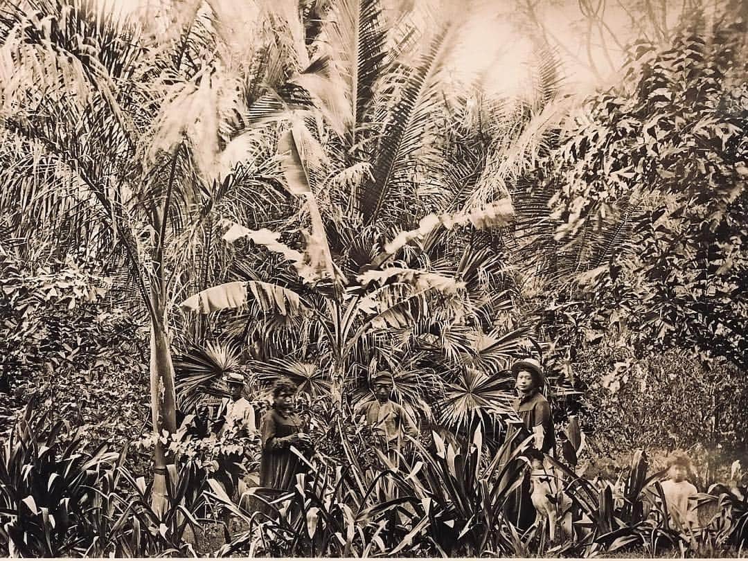 ジャンポールレスパナールのインスタグラム：「. King David Kalākaua  Photography as anticolonial strategy. 1885 / Waikiki, O’ahu, Hawai’i」