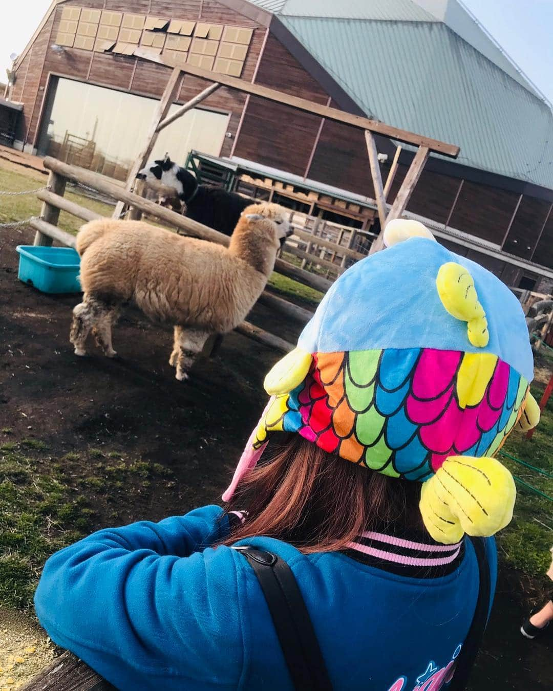 琳妲さんのインスタグラム写真 - (琳妲Instagram)「🇯🇵🐑 千葉最後一天行程 羊來了魚是 ～然後草莓了🍓🍓🍓 #謎之魚」3月17日 0時28分 - linda831212